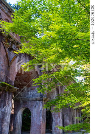 南禅寺水路閣の青もみじ 102636800