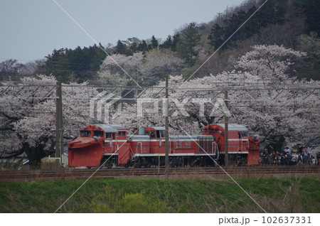 えちごトキめき鉄道 DE15ラッセル回送 能生の桜 えちごトキめき鉄道 DE15ラッセル回送 能生の桜 102637331