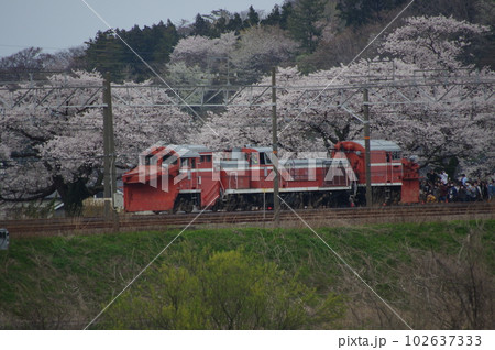 えちごトキめき鉄道 DE15ラッセル回送 能生の桜 102637333