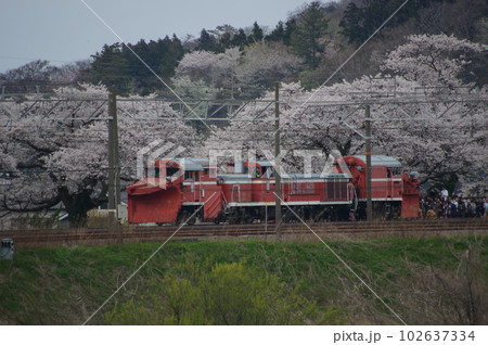 えちごトキめき鉄道 DE15ラッセル回送 能生の桜 102637334