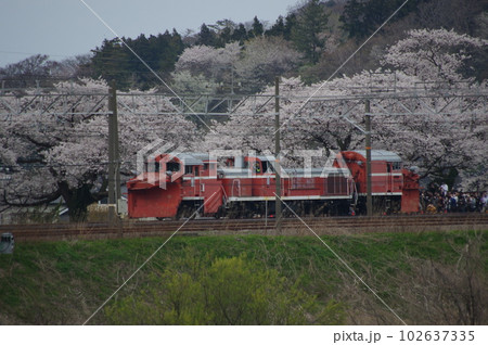えちごトキめき鉄道 DE15ラッセル回送 能生の桜 102637335