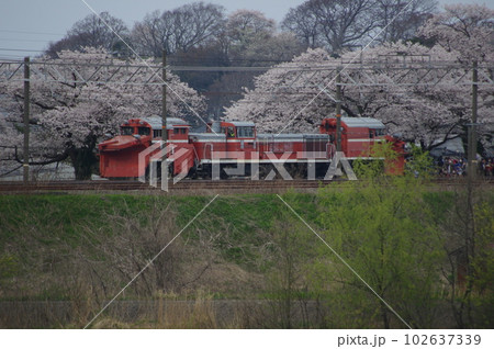 えちごトキめき鉄道 DE15ラッセル回送 能生の桜 えちごトキめき鉄道 DE15ラッセル回送 能生の桜 102637339