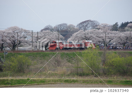 えちごトキめき鉄道 DE15ラッセル回送 能生の桜 えちごトキめき鉄道 DE15ラッセル回送 能生の桜 102637340
