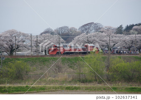 えちごトキめき鉄道 DE15ラッセル回送 能生の桜 えちごトキめき鉄道 DE15ラッセル回送 能生の桜 102637341