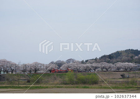 えちごトキめき鉄道 DE15ラッセル回送 能生の桜 えちごトキめき鉄道 DE15ラッセル回送 能生の桜 102637344