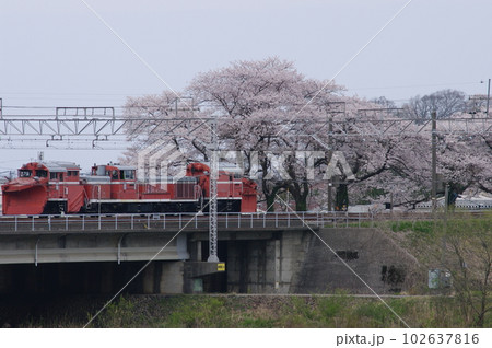 えちごトキめき鉄道 DE15ラッセル回送 能生の桜 102637816
