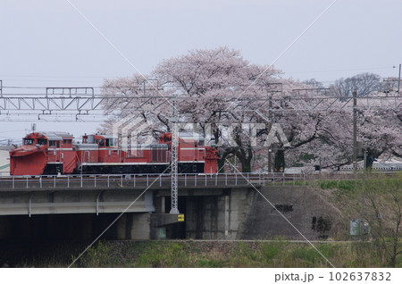 えちごトキめき鉄道 DE15ラッセル回送 能生の桜 102637832