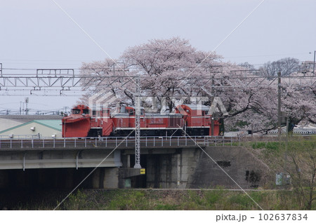 えちごトキめき鉄道 DE15ラッセル回送 能生の桜 えちごトキめき鉄道 DE15ラッセル回送 能生の桜 102637834