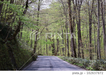 新緑の木々の森がトンネルのようになっている間をまっすくな道が続く風景 新緑の木々の森がトンネルのようになっている間をまっすくな道が続く風景 102637872