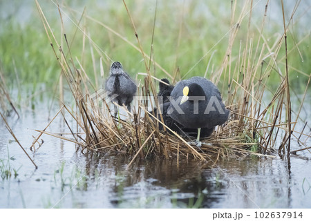 White winged Coot in her nest with chicks, La Pampa, Argentina 102637914