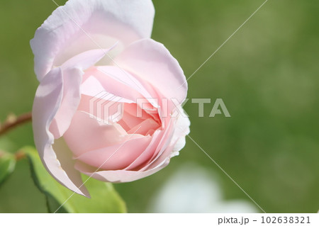 《平塚市・花菜ガーデン》薔薇の花 《平塚市・花菜ガーデン》薔薇の花 102638321