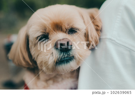 女性ソロキャンプで愛犬と戯れる 102639065