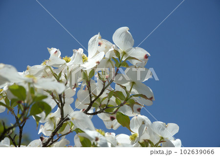 ハナミズキ 102639066