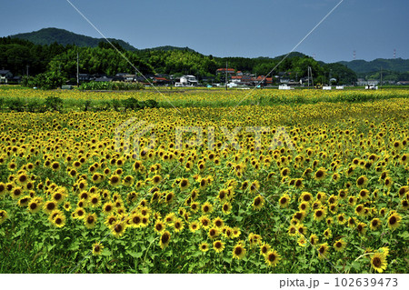 夏の鹿島町 102639473