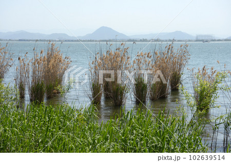 琵琶湖湖畔　葦と三上山　滋賀県大津市 102639514