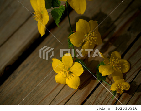 4月に咲いた黄色い山吹(ヤマブキ)の花 4月に咲いた黄色い山吹(ヤマブキ)の花 102639516
