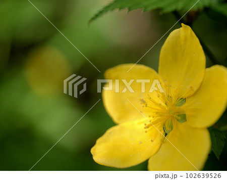 4月に咲いた黄色い山吹（ヤマブキ）の花 102639526