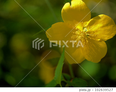4月に咲いた黄色い山吹（ヤマブキ）の花 102639527