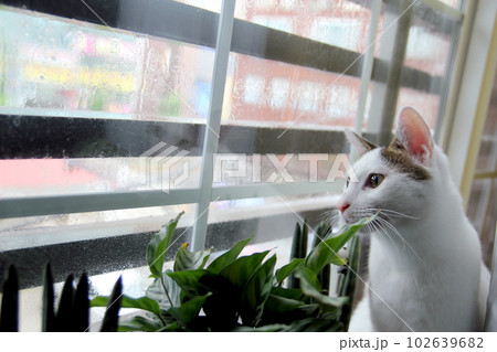 Daily concept of Japanese Bobtail cat living at home 102639682