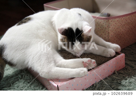 Daily concept of Japanese Bobtail cat living at home 102639689
