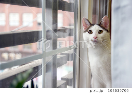 Daily concept of Japanese Bobtail cat living at home 102639706