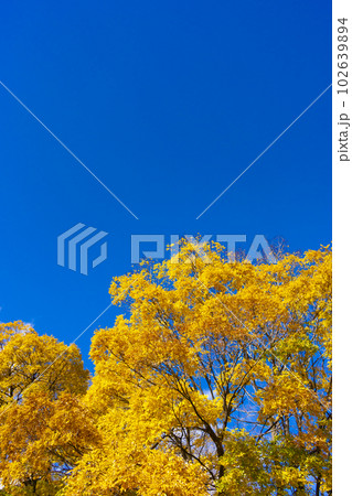 黄葉の木と青空 102639894