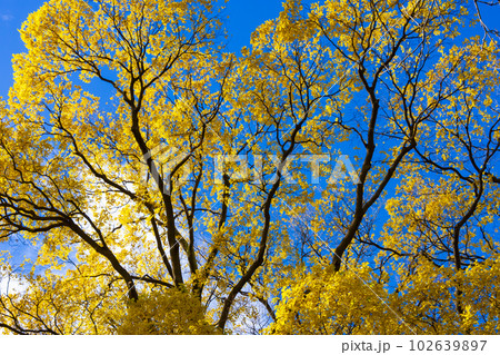 黄葉の木と青空 102639897