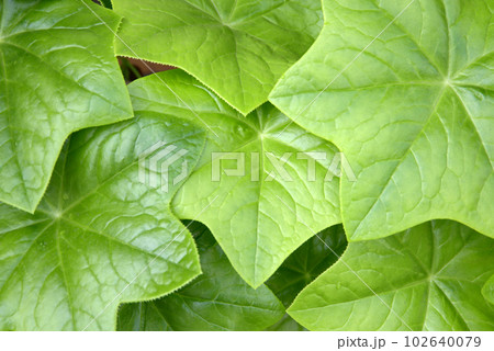 ハッカクレン 葉模様 ハッカクレン 葉模様 102640079