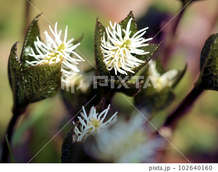 4月に咲いた白い一人静(ヒトリシズカ)の花 4月に咲いた白い一人静(ヒトリシズカ)の花 102640160