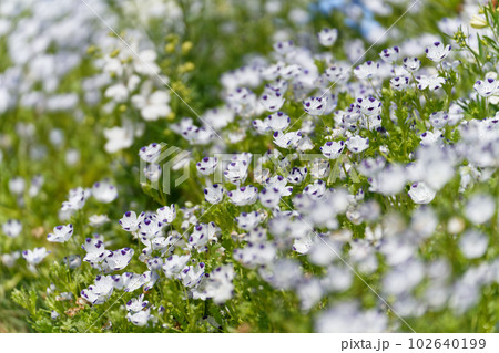満開のかわいいネモフィラたち 満開のかわいいネモフィラたち 102640199
