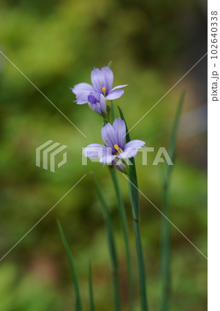 シシリンチウム 102640338