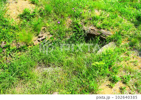 【国指定特別史跡】岩橋千塚古墳群 102640385