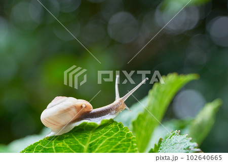 紫陽花の葉の上を這う一匹のカタツムリ 紫陽花の葉の上を這う一匹のカタツムリ 102640665
