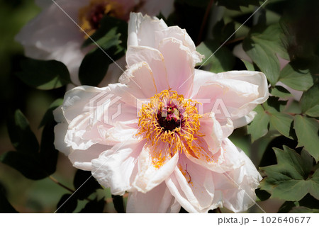色彩豊かな華麗さで人々の目を楽しませる牡丹の花たち 色彩豊かな華麗さで人々の目を楽しませる牡丹の花たち 102640677