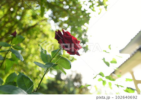 深紅の薔薇 深紅の薔薇 102640692