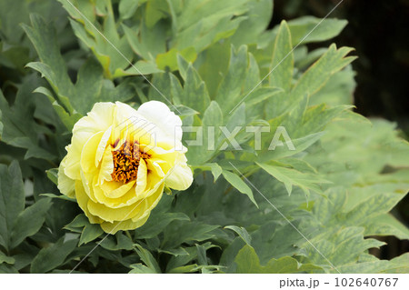 色彩豊かな華麗さで人々の目を楽しませる牡丹の花たち 102640767