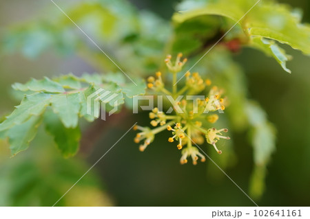 山椒の雄花 102641161