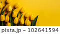 Spring design Yellow tulips on a yellow background 102641594