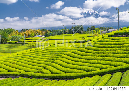 《静岡県》富士山と茶畑の風景 102641655