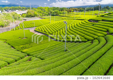 《静岡県》新茶が芽吹く初夏の茶畑・静岡県富士市 102641680