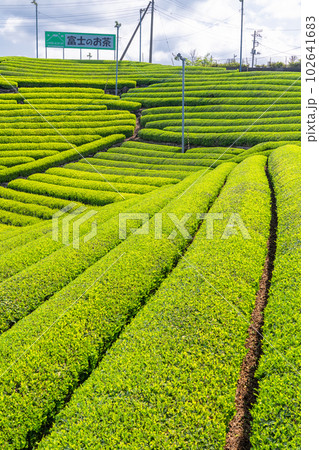 《静岡県》新茶が芽吹く初夏の茶畑・静岡県富士市 《静岡県》新茶が芽吹く初夏の茶畑・静岡県富士市 102641683