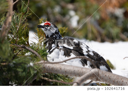 立山連峰のライチョウ 雄 立山連峰のライチョウ 雄 102641716