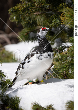 立山連峰のライチョウ 雄 立山連峰のライチョウ 雄 102641722