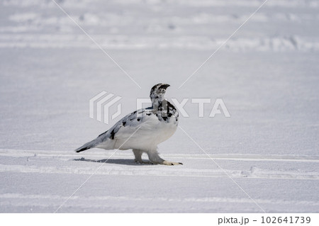 立山連峰のライチョウ　雄 102641739
