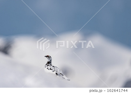 立山連峰のライチョウ　雄 102641744