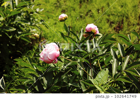 春の陽射しを浴びる「紫芙蓉（むらさきふよう）」という名のシャクヤク（1） 102641749