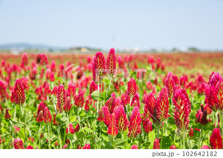 色あざやかストロベリーキャンドル 色あざやかストロベリーキャンドル 102642182