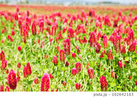 色あざやかストロベリーキャンドル 色あざやかストロベリーキャンドル 102642183