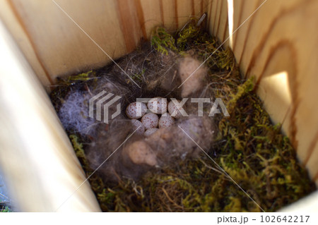 シジュウカラの卵 シジュウカラの卵 102642217
