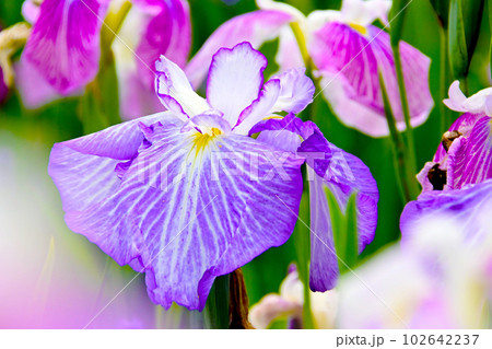 優雅で美しい花菖蒲 102642237